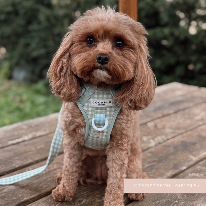Small brown dog on a deck in a light blue Cocopup London Explore Harness with matching leash.