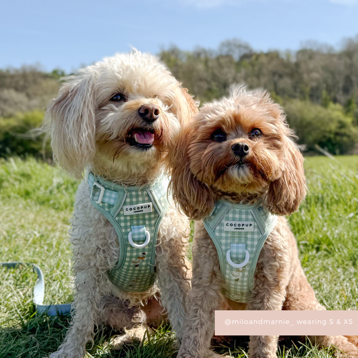 Two small dogs wearing matching light-colored Cocopup London Explore Harnesses sit together on sunlit grass.