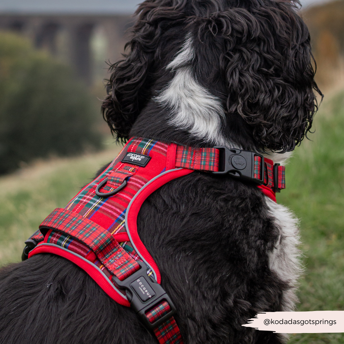 Black and white dog wearing a tartan-patterned Cocopup London Explore Harness, sitting outdoors facing away.