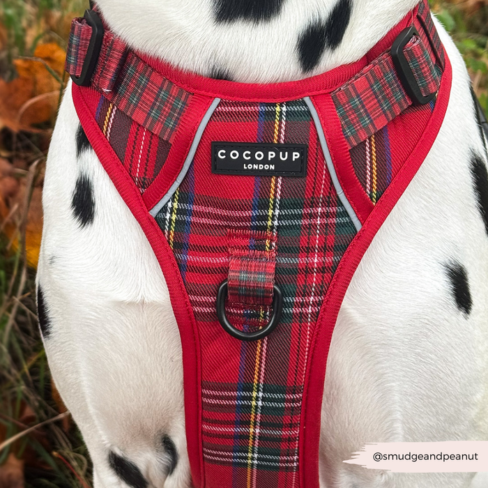 Dalmatian wearing a tartan Cocopup London Explore harness, shown outdoors from neck to chest.