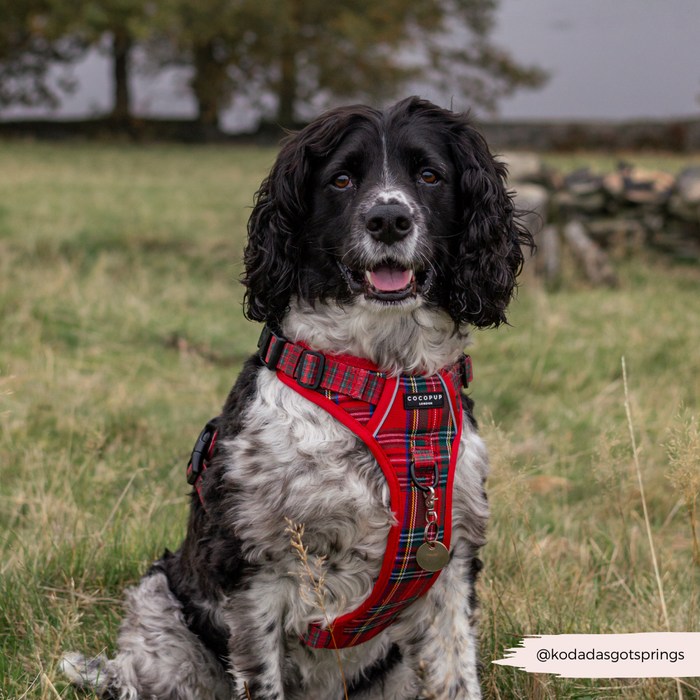 Black and white dog wearing a tartan Cocopup London Explore Harness, sitting on grass near trees and a stone wall.