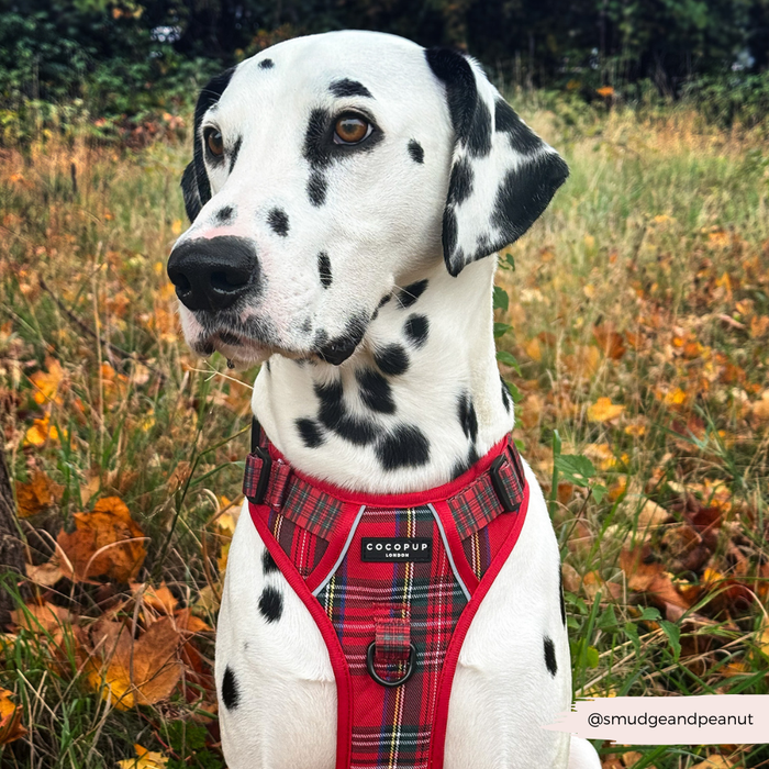 Dalmatian wearing a Cocopup London tartan harness, standing on grass with fall leaves in the background.