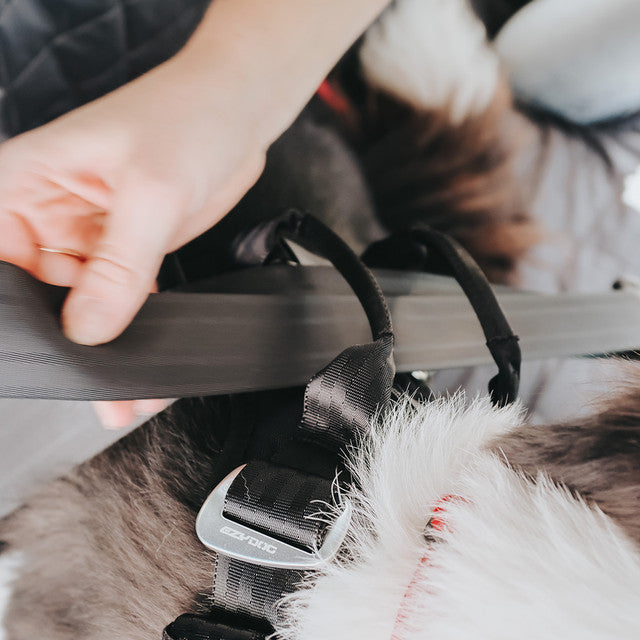 Owner feeding a car seat belt through the top handles of the EzyDog Drive harness on a dog