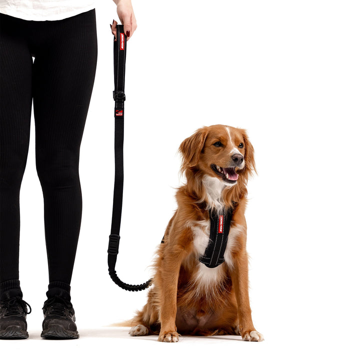 Dog wearing an EzyDog harness attached to the Zero Shock Lead