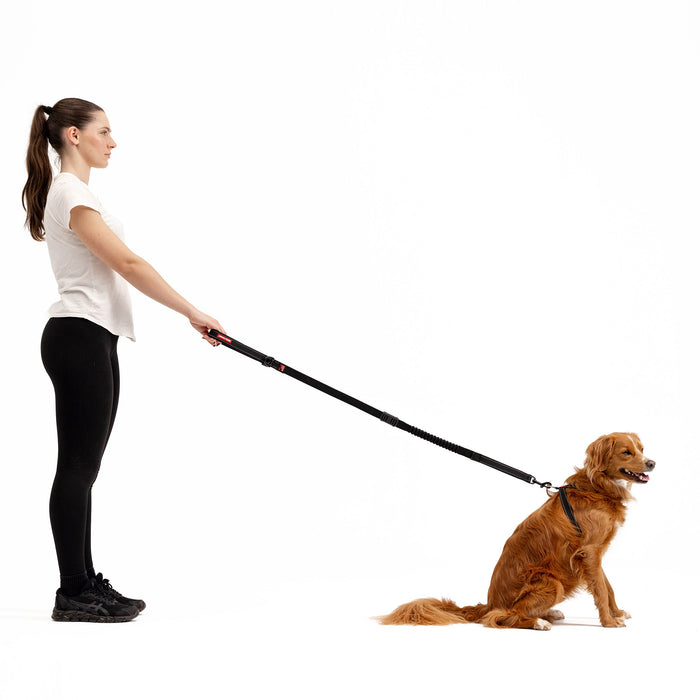Owner holding the EzyDog Zero Shock Lead while walking a dog