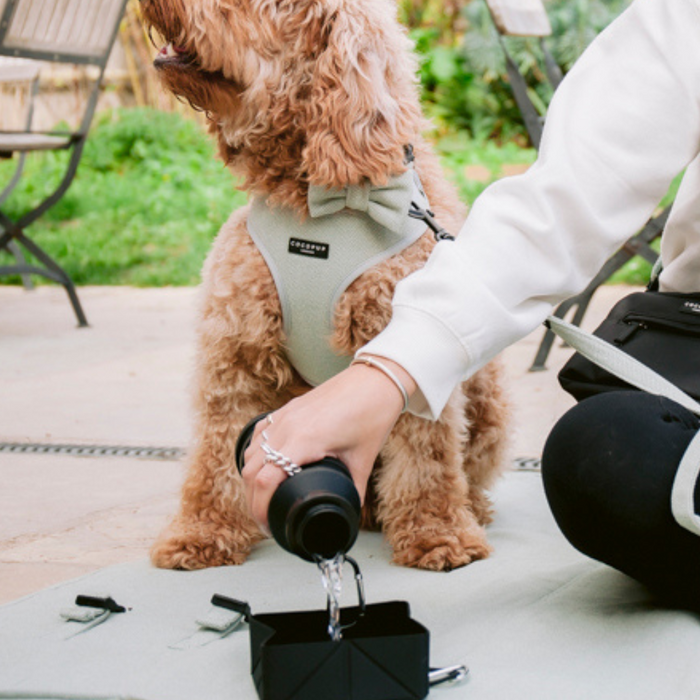 Person fills a black Cocopup London foldable travel bowl outdoors for a harnessed dog wearing a bowtie.