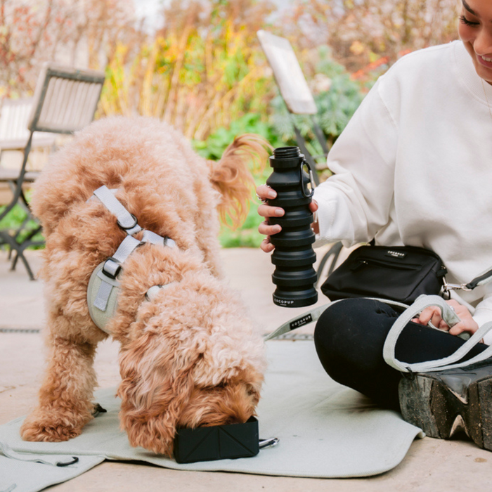 A person offers water to a curly-haired dog with a black Cocopup London foldable travel bowl outdoors.