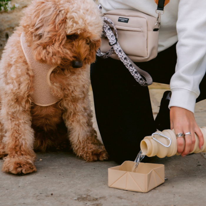 Water is poured into a nude Cocopup London foldable travel bowl for a curly-haired dog wearing a harness.