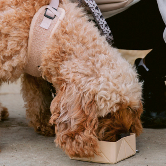 Curly-haired dog in a harness drinks from a nude Cocopup London foldable travel bowl on the sidewalk.