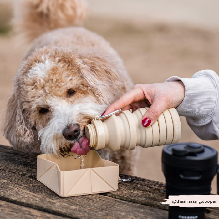 Fluffy dog drinking from a nude Cocopup London foldable travel bowl on a wooden bench with water pouring in.