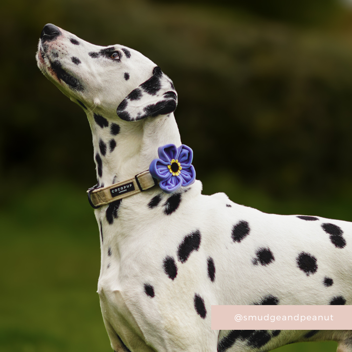 Dalmatian wearing a Cocopup London blue floral collar accessory, standing on grass and looking up.