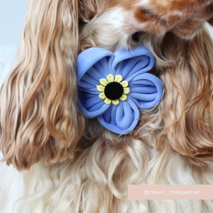 Dog with wavy fur wearing a blue Cocopup London Forget Me Not flower collar and visible Instagram tag.