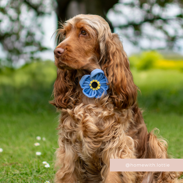 Golden-brown long-haired dog wears a blue floral Cocopup London collar flower, sitting on green grass.