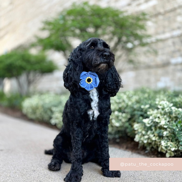Black and white dog wearing a Cocopup London flower collar sits on a sidewalk with greenery in the background.