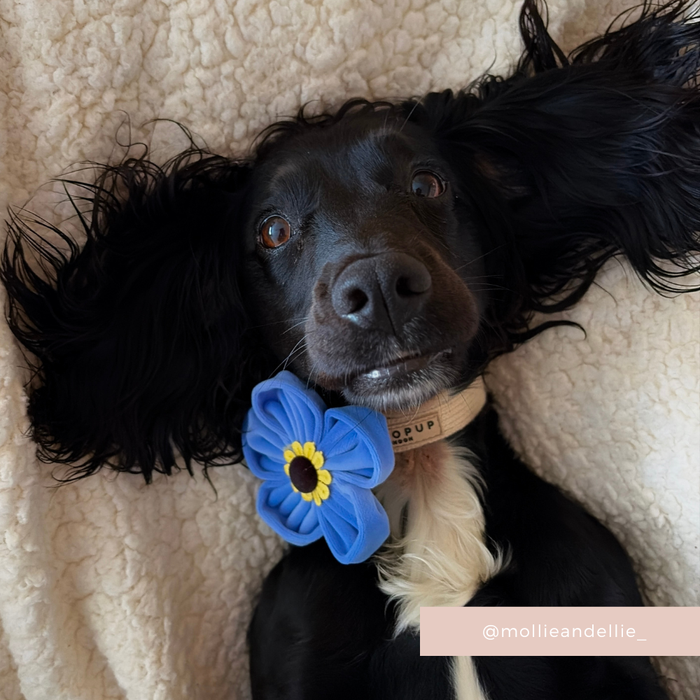 Black dog with wide floppy ears on a soft blanket, wearing a Cocopup London blue floral collar flower.