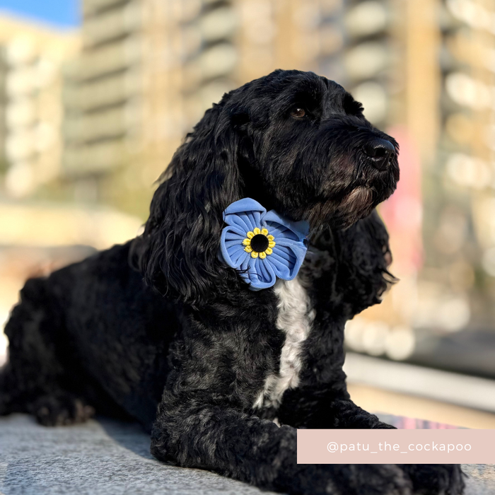Black cockapoo wearing a blue Cocopup London Forget Me Not collar flower outdoors, buildings in the background.