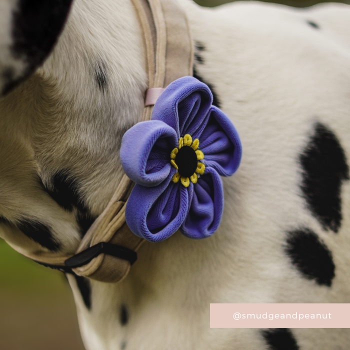 Dalmatian wearing a beige collar with a purple Cocopup London flower accessory attached.