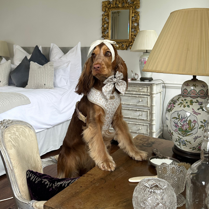 A brown dog with long ears and a white headband, donning a Luxe Garden Meadow Adjustable Neck Harness from Cocopup London, sits at a vintage wooden table in a stylishly decorated room. The space features an ornate lamp with a floral design, a plush chair, pillows, and a neatly made bed in the background.