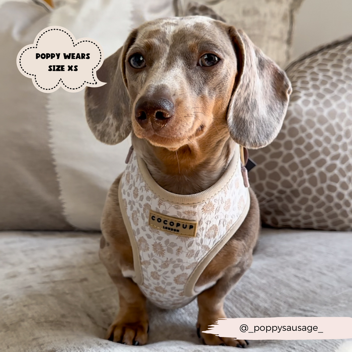 A small grey Dachshund wearing a Cocopup London Luxe Garden Meadow Adjustable Neck Harness, Lead & Collar Bundle sits on a plush chair. Text on the image in a cloud shape reads "Poppy wears size XS." The Instagram handle @_poppysausage_ is displayed in a banner at the bottom of the image.