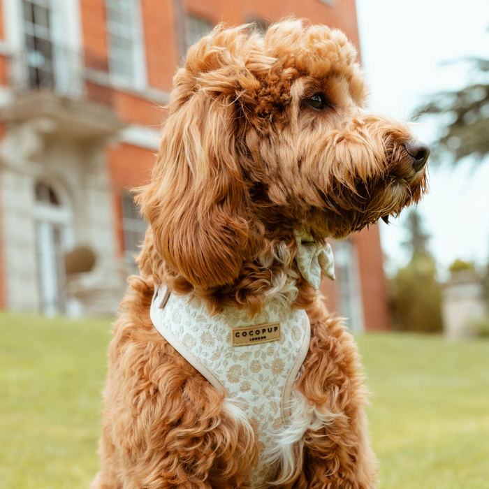 A fluffy brown dog sits on a grassy lawn in front of a large brick building. The dog is wearing a chic Cocopup London Luxe Adjustable Neck Harness in the Garden Meadow design and gazing to the right, showing off its wavy fur and fluffy ears. The building in the background has white window frames and a balcony.