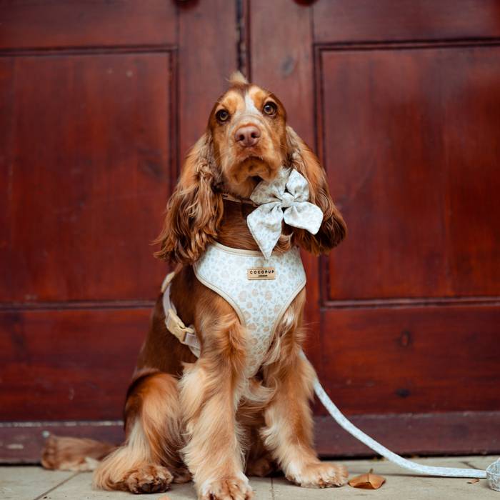 A brown Cocker Spaniel dog sits in front of a wooden door, sporting a light-colored, chic embroidered Luxe Adjustable Neck Harness - Garden Meadow from Cocopup London, with a large bow around its neck. The fashion-forward dog looks attentively at the camera as its leash rests on the ground.