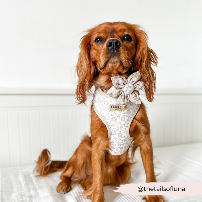 Brown dog in a lace harness and floral Cocopup London collar sits on a white bed.