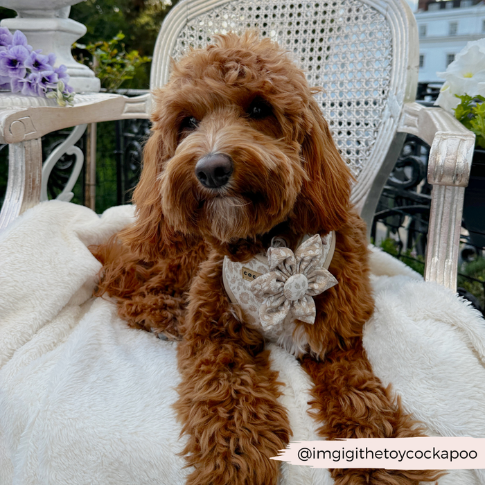 Fluffy brown dog wearing a floral Cocopup London LUXE collar flower, sitting on a white chair outdoors.
