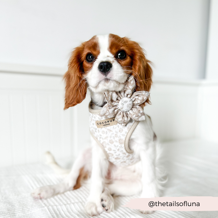 Cavalier King Charles Spaniel puppy wearing a floral Cocopup London collar, sitting on a white bed.