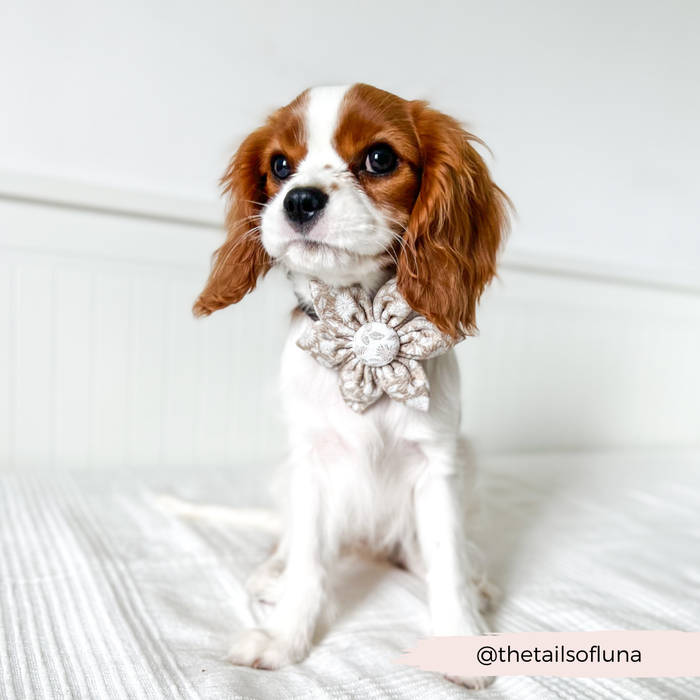 Cavalier King Charles Spaniel puppy on a white bed wearing a floral LUXE collar flower by Cocopup London.