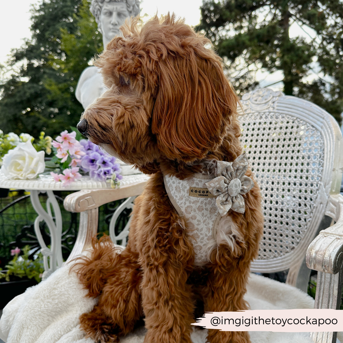 Brown fluffy toy cockapoo on a white chair wearing a floral-patterned collar flower from Cocopup London LUXE.