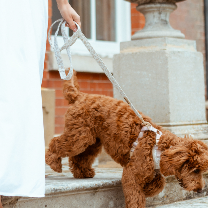 Person in a white dress walks a curly brown dog using the Cocopup London Luxe Lead in Garden Meadow print up stone steps.