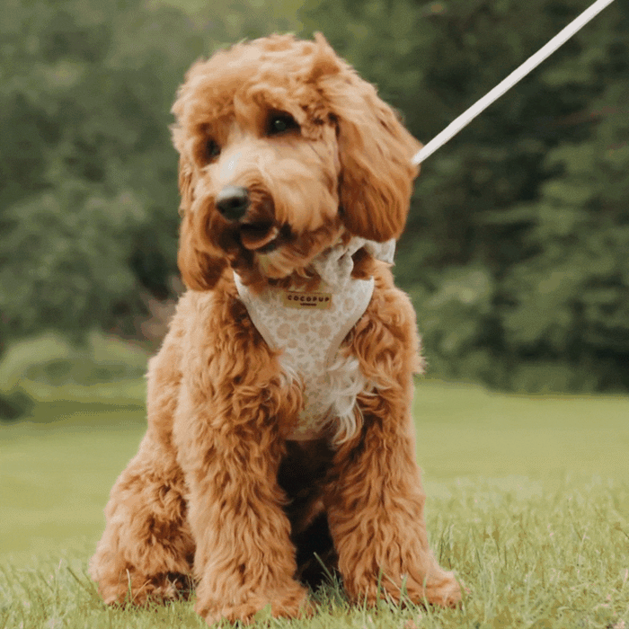 Fluffy brown dog wearing a green floral Cocopup London harness sits on grass with trees in the background.