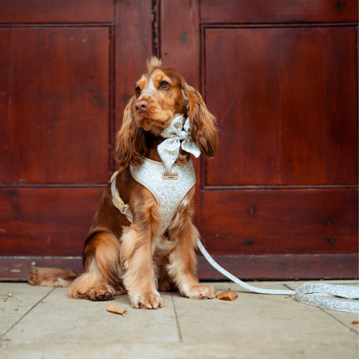 Brown dog in a harness and bow sits by a door with a green floral Cocopup London Luxe Lead on the pavement.