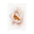 Gold Peony | 5x7