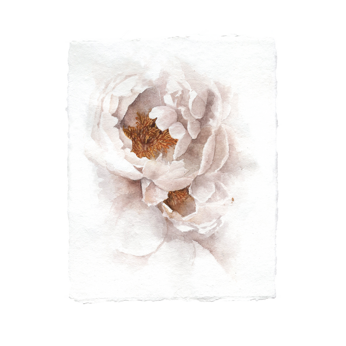 Golden Center Peony | 8x10