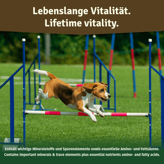 Beagle springt über eine rot-weiße Agility-Hürde auf dem Rasen – Bildtext „Lebenslange Vitalität“