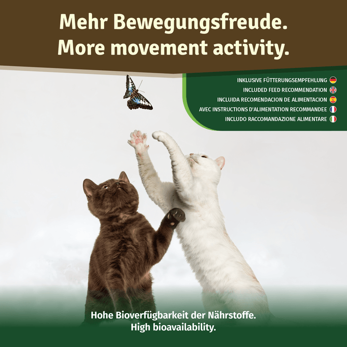 Zwei Katzen, braun und weiß, springen nach einem Schmetterling – Bildtext „Hohe Bioverfügbarkeit der Nährstoffe“