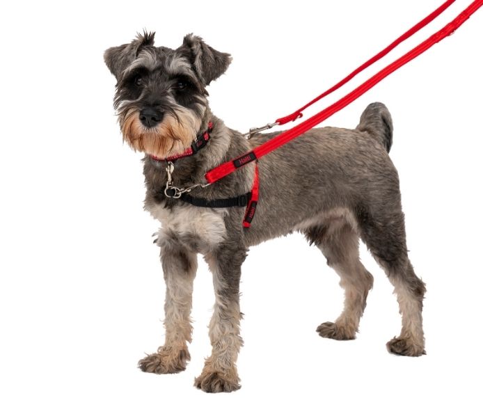 Halti Front Control Harness worn by a small dog on white background