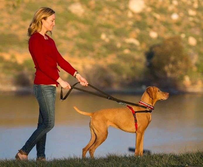 Halti Front Control Harness on a medium dog walking beside its owner