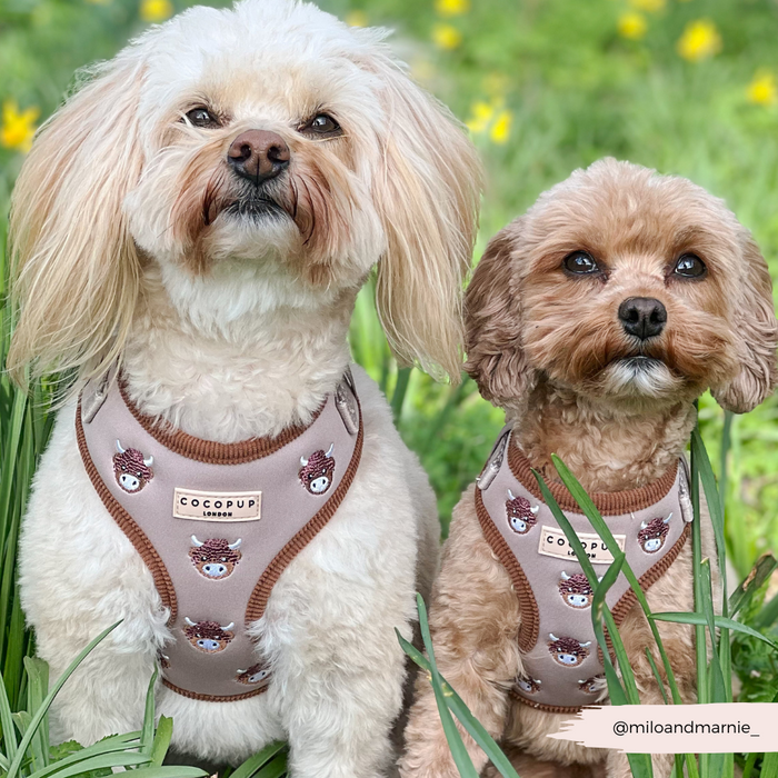 Two small dogs in brown and white Cocopup Highland Cow harnesses sit in a green field dotted with yellow flowers.