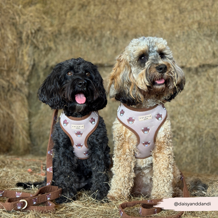 Two dogs sit on hay wearing Cocopup London brown Highland Cow adjustable harnesses, both looking forward with tongues out.
