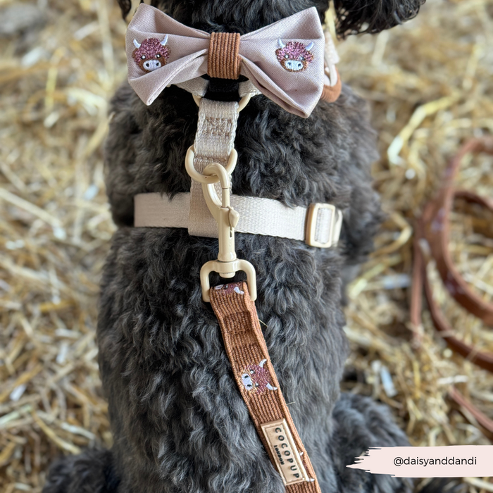 Curly-haired dog in a tan harness with brown leash and Cocopup London cow-print bow tie, sitting on straw.