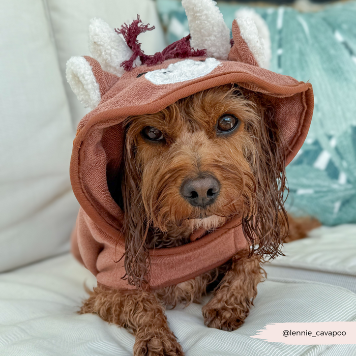 Dog wearing a brown Cocopup London Highland Cow drying robe sits on a white couch, facing the camera.