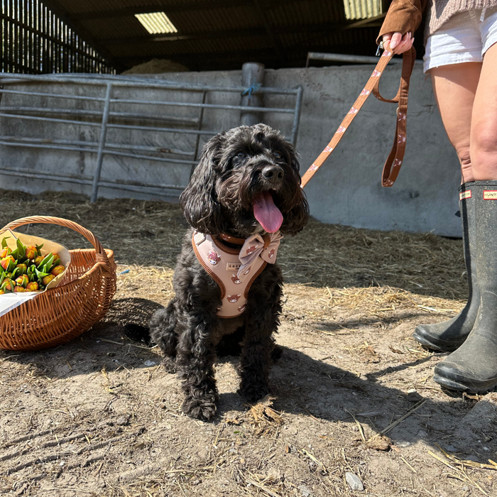 Black dog with a brown patterned Cocopup London lead sits next to squash and boots on a farm floor.