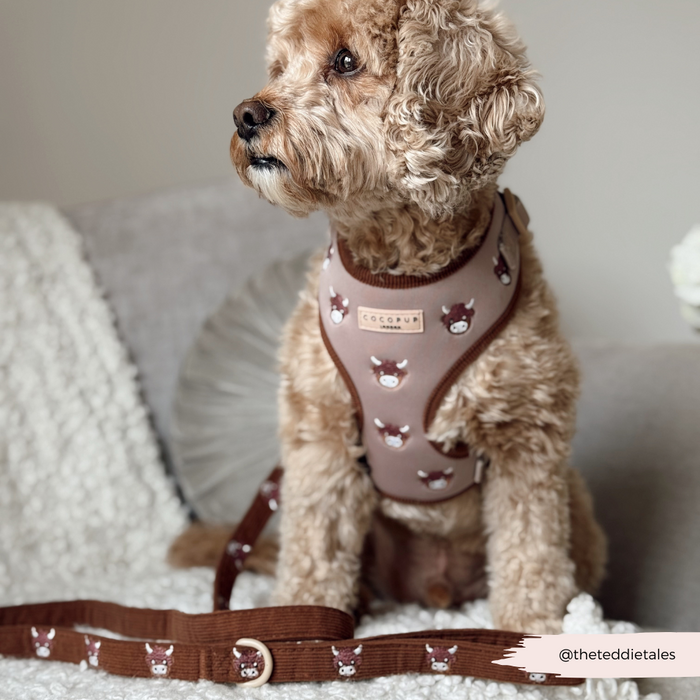 Fluffy brown dog in a cow-print harness with a matching tan Harold the Highland Cow leash by Cocopup London.