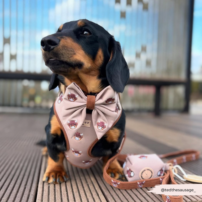 Dachshund outside wearing a brown Cocopup London Harold the Highland Cow harness with matching bow tie and leash.