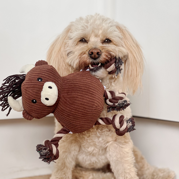 Fluffy dog indoors holding a plush brown Highland Cow chew toy with rope limbs from Cocopup London.