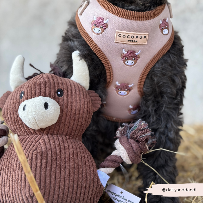 Dog in cow-print harness beside Cocopup Londons plush highland cow toy, both on straw.