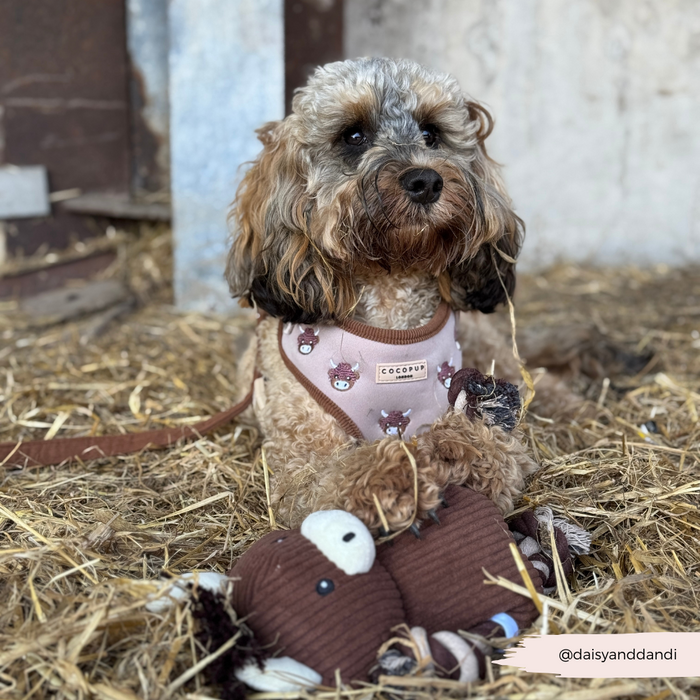 Curly-haired dog wearing a brown and white Cocopup London cow-pattern harness, holding a plush toy on straw.