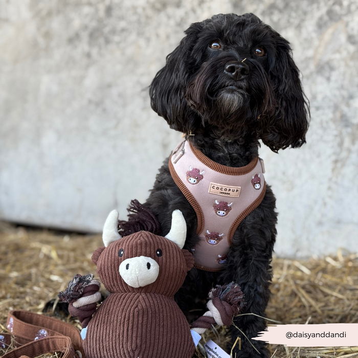 Black dog in brown harness sits on straw next to a plush Harold the Highland Cow Toy from Cocopup London.